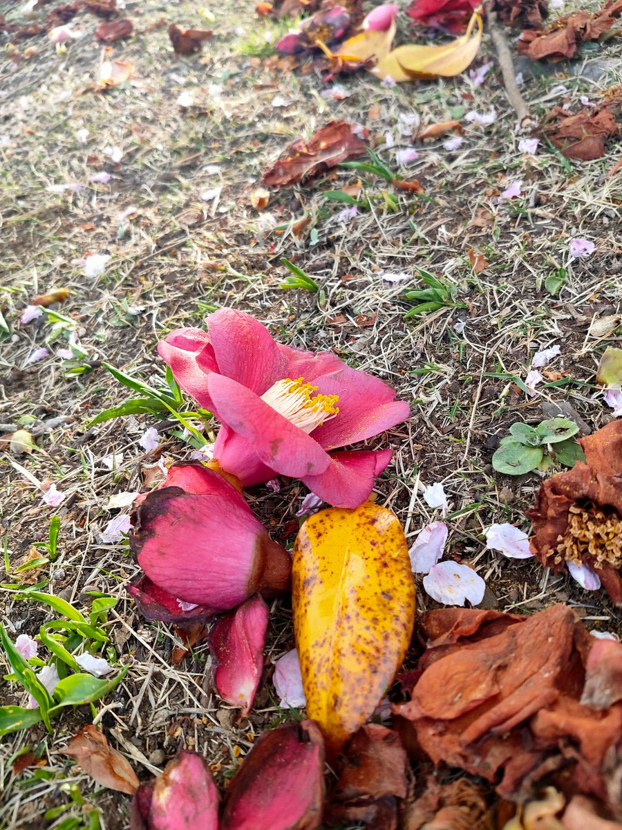 地面に散った花を見るたびに 空を見上げる気力や体力がない人たちにも という言葉を思い出す 詩的だ Togetter