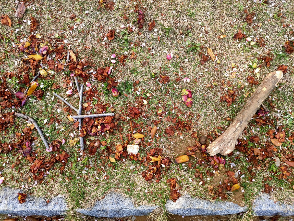 地面に散った花を見るたびに 空を見上げる気力や体力がない人たちにも という言葉を思い出す 詩的だ Togetter