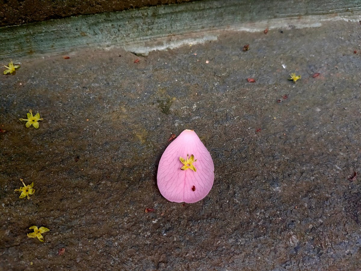 地面に散った花を見るたびに 空を見上げる気力や体力がない人たちにも という言葉を思い出す 詩的だ Togetter