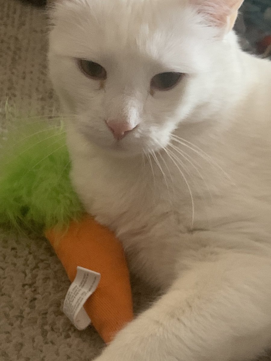 Floppy_the_cat's tweet photo. Happy Easter #Easter #floppythecat https://t.co/Q0DK8BjYZ6