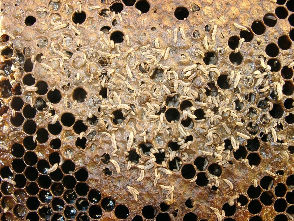 StaincrossApi's tweet photo. Here is the damage that Small Hive beetle can do. Their larvae decimate hives. Fingers crossed we don't get this in the UK.
https://t.co/NkK4EXWF3l
#stopbeeimports #smallhivebeetle #NatBIP #bibba #bbka https://t.co/jB8A9Qmqie