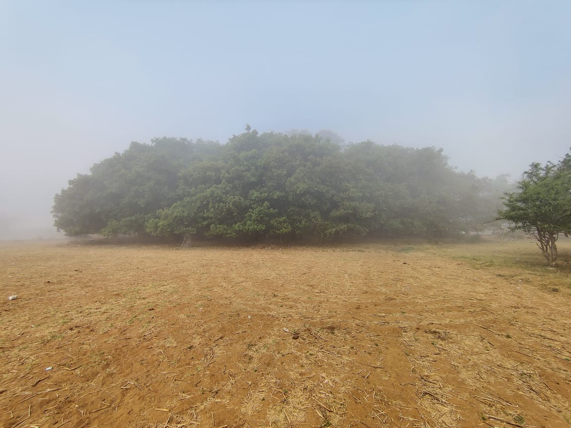 ankitkamdar45's tweet photo. I explored one Banyan Tree which more than 500 years old  and its called as Mahakali Vad Kantharpura.
On the way we also saw Cow Shield, Lavish Green Farms &amp; Listen the Chirping of Birds.
#NaturePhotography #cycling
#explore @mybyk_in
@aditiraval @AmitHPanchal 
@Bhairavijoshi1 https://t.co/cFmqyxX3HL