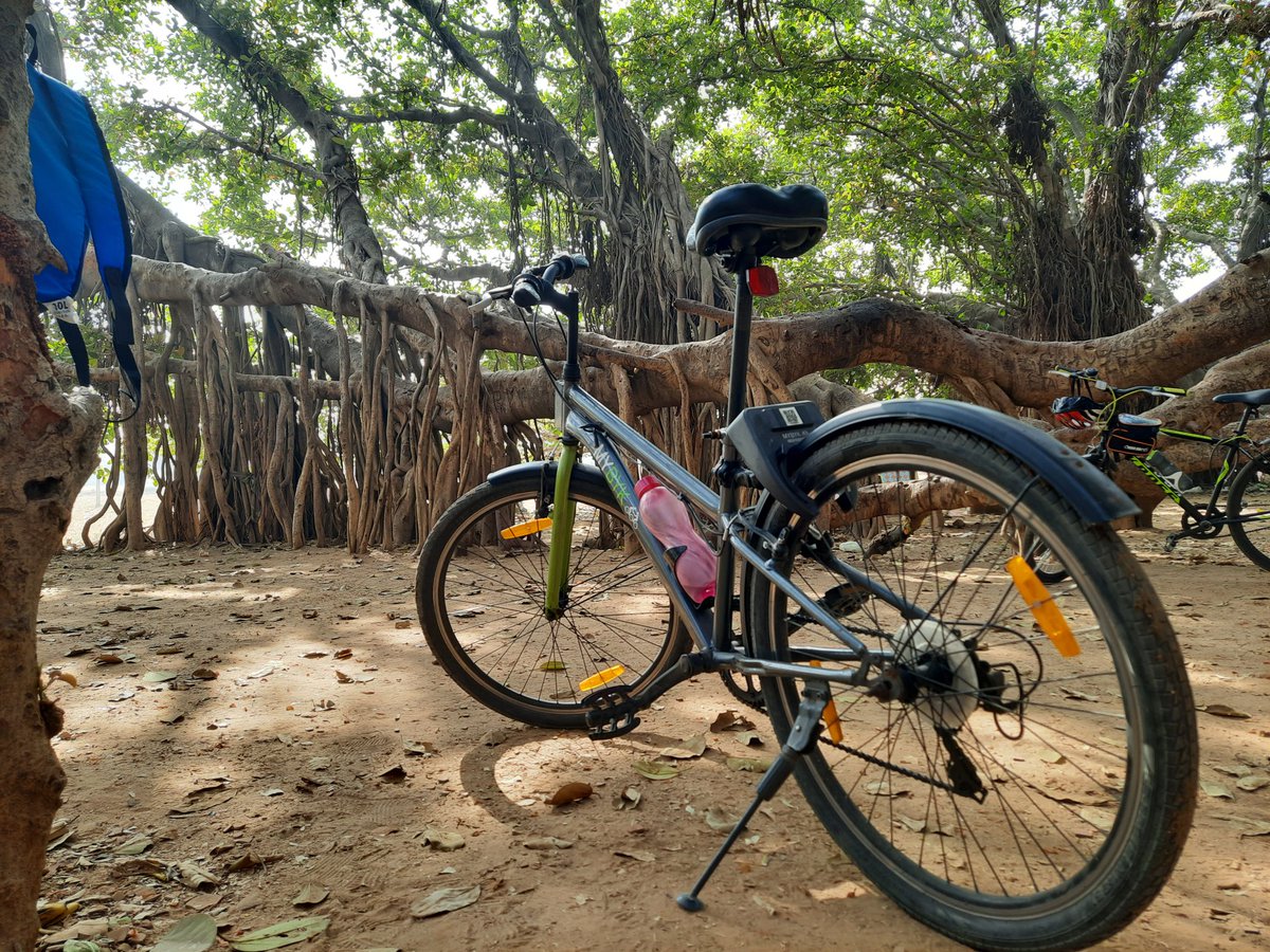ankitkamdar45's tweet photo. I explored one Banyan Tree which more than 500 years old  and its called as Mahakali Vad Kantharpura.
On the way we also saw Cow Shield, Lavish Green Farms &amp; Listen the Chirping of Birds.
#NaturePhotography #cycling
#explore @mybyk_in
@aditiraval @AmitHPanchal 
@Bhairavijoshi1 https://t.co/cFmqyxX3HL