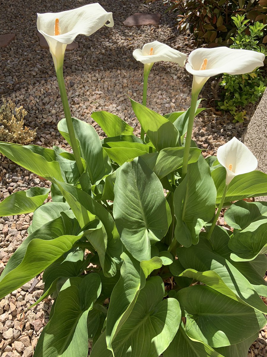 PatrickE_Vegas's tweet photo. Easter lilies popping right on schedule. #HappyEaster
#RollAwayTheStone https://t.co/ntK6LSNR4u
