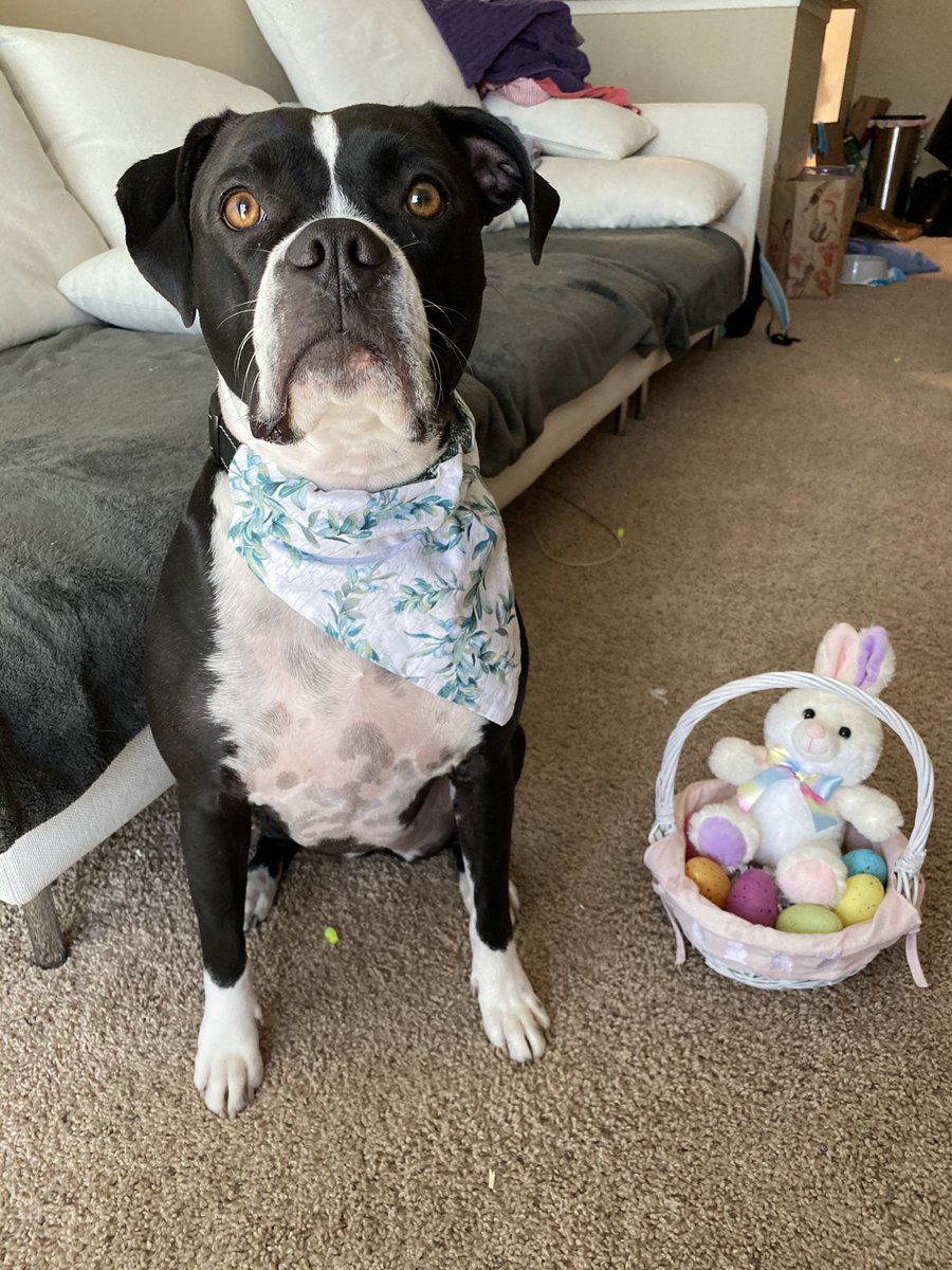 happy easter 🥚🐰