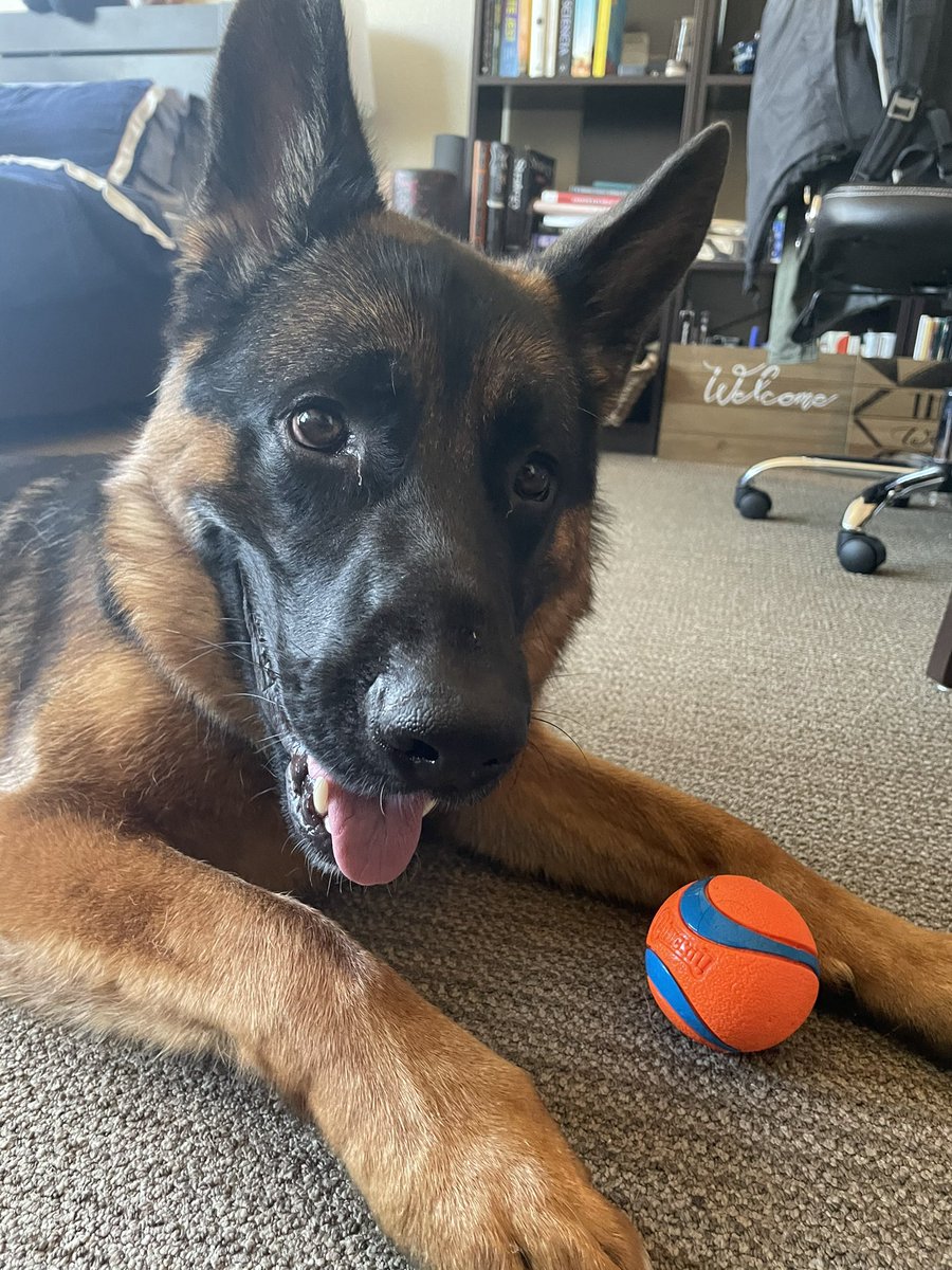 C_Stanclift's tweet photo. My deal with Hans was when I got a post grad school job, we could get a dog. Meet Sully! Thanks to the team at @petsinneed1965 for taking such good care of him 😊 #newdogmom #gsd https://t.co/oDi5bz7koc