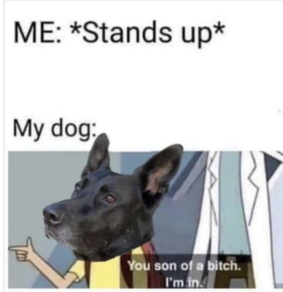 MensHumor's tweet photo. Waiting for the day my dog actually says that. https://t.co/1LpH8Ptx4T