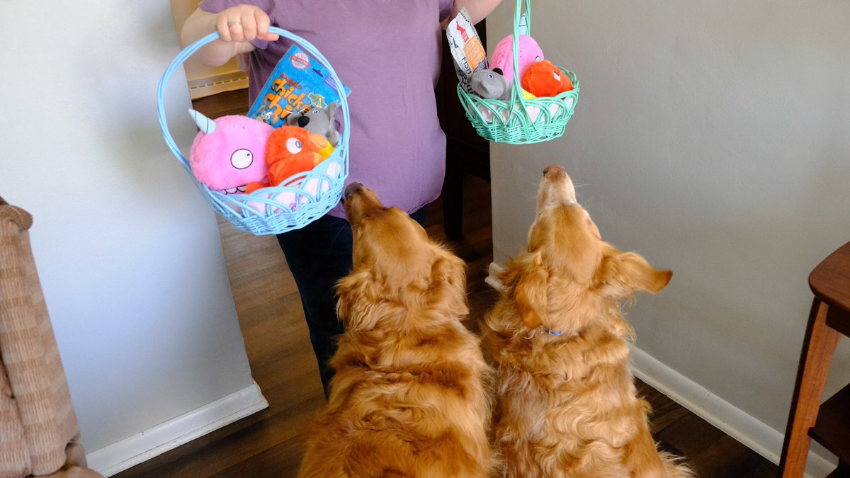Barclay_FTW's tweet photo. Easter basket time! #Easter2021 #dogsoftwitter #GoldenRetriever https://t.co/ji2SoWH0oT