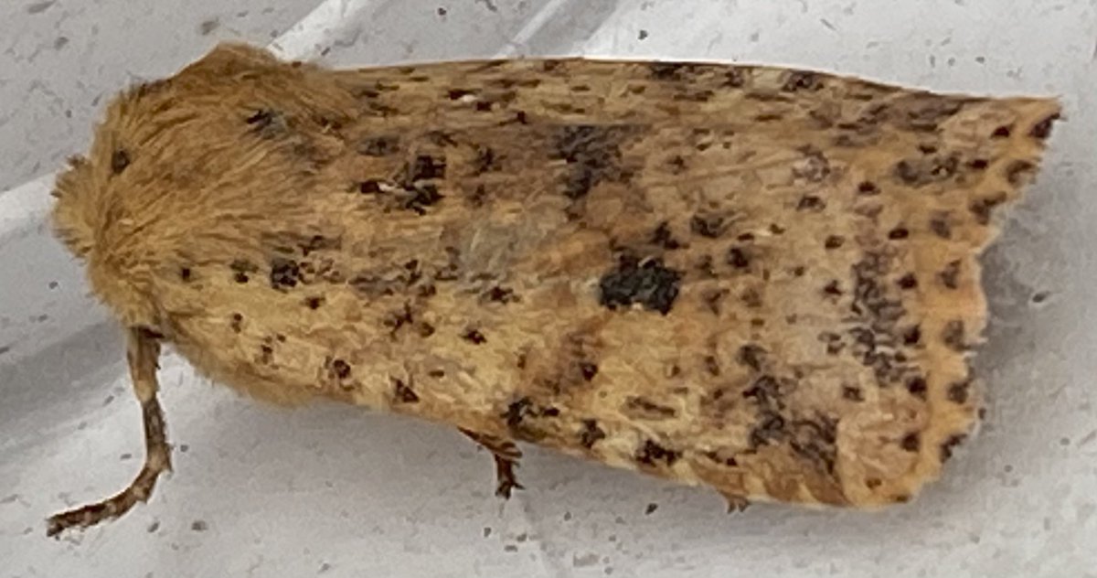 nwe soort voor mij, 2e v #texel 
Gevlekte Winteruil (Conistra rubiginea), wat n beauty van een <a href="/Nachtvlinders/">Nachtvlinders</a> <a href="/vlinderNL/">De Vlinderstichting</a> 
zat bij Adriaan Dijksen in de bak