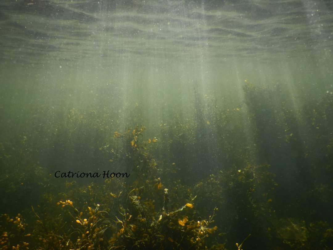 CatrionaHoon's tweet photo. Beautiful day above and below the water yesterday πβοΈππ
π
#scubadiving #lochcreran #argyll @BSACdivers @VisitScotland #localdiving https://t.co/mp6PGfsdot