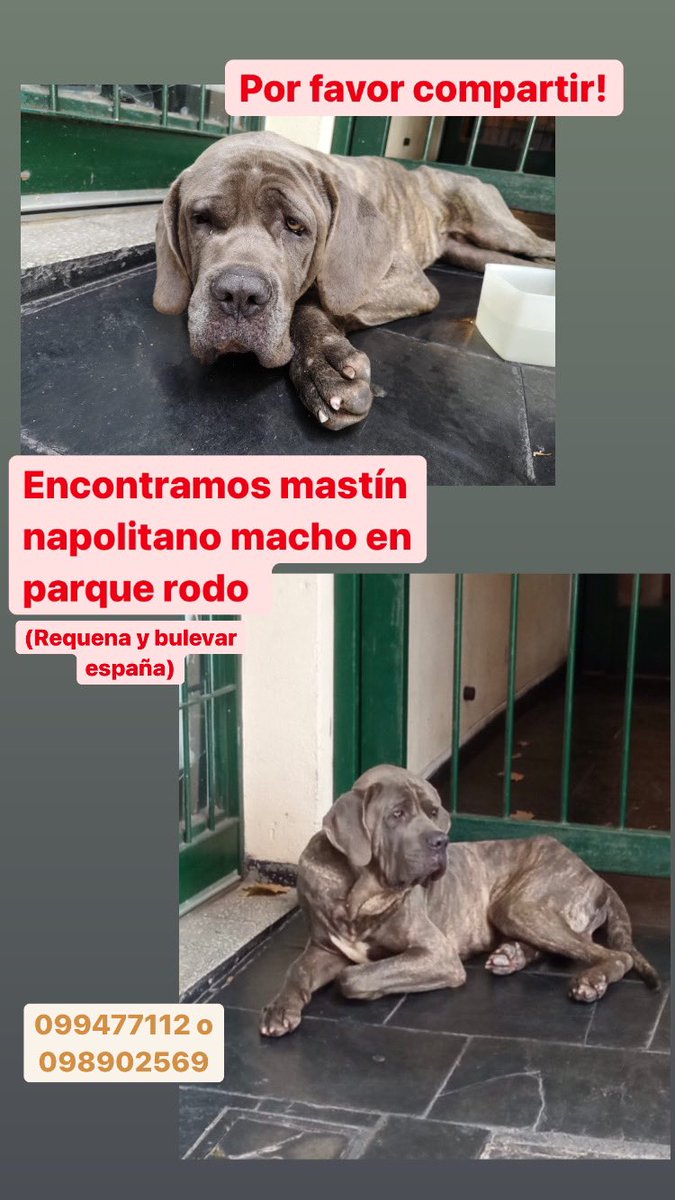 popibosq's tweet photo. Buenas! Encontramos este mastín napolitano macho en la zona de parque rodo. Parece ser cachorro y esta muy flaco. Por favor compartan! Gracias https://t.co/nRlR1u64GX