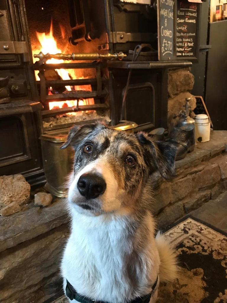 Animal Adoptions UK 🐕🦺🐈🐎❤️ tweet media