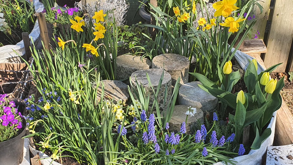 woohola's tweet photo. That's one Giant's Causeway Sculpture Planted. Spring has Sprung all over it. All we need now is to get out of this Lockdown. And Walk someMore of #themartiway #fillyourheartwithireland and #embraceagiantspirit https://t.co/6NVPKsgiVe
