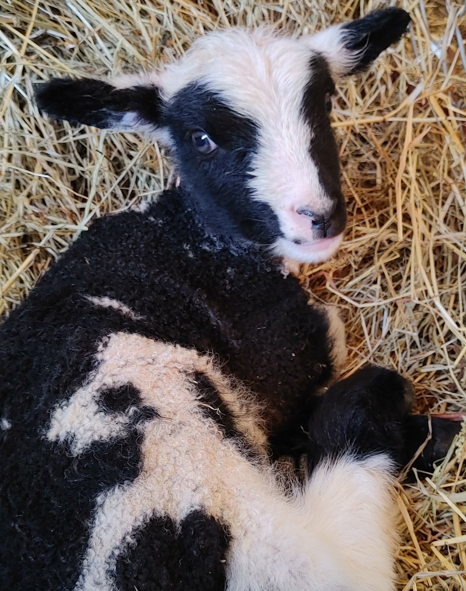 The warmest bed in the house for the littlest lamb. 
We've had so many cute spotted lambs this year! Kimi (our Finnsheep ram) is really showing his influence. Here are a few of them for your Easter viewing pleasure.
#sheep #wool #lambs #easterlamb #blacksheep #lambing2021