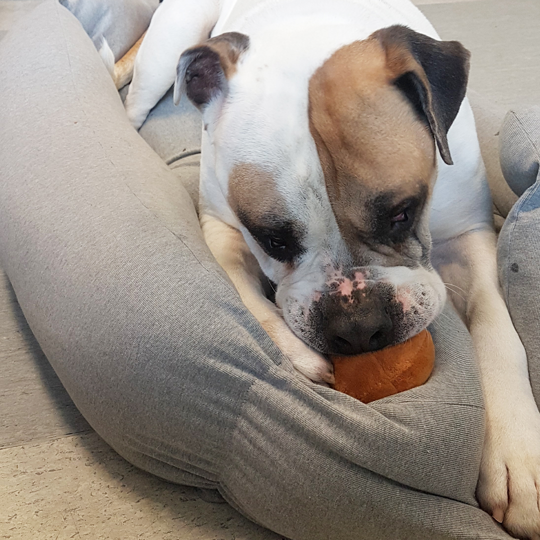 We’d like to say a massive thank you to <a href="/CustomToysUK/">Custom Toys UK</a> for their very kind donation of 100 Easter themed plushie toys for our dogs – they absolutely adore them! 💚