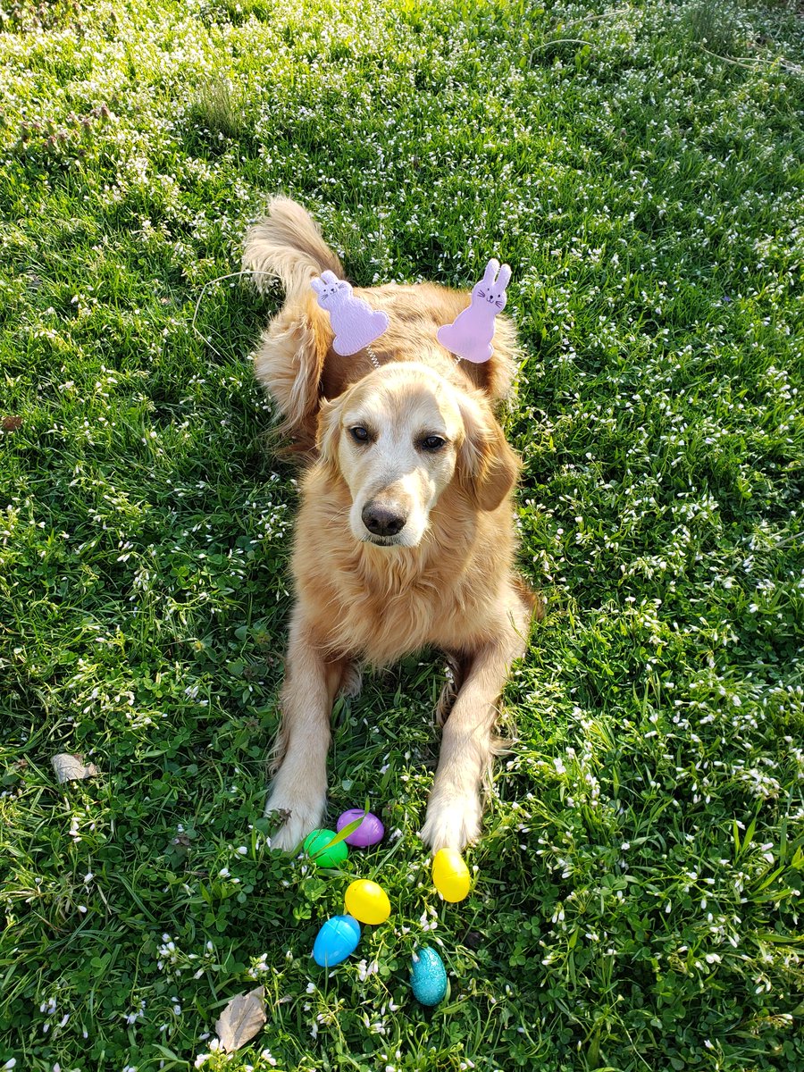 Henleytherapy's tweet photo. @dog_feelings Did someone say eggs? https://t.co/HUxvHncASh