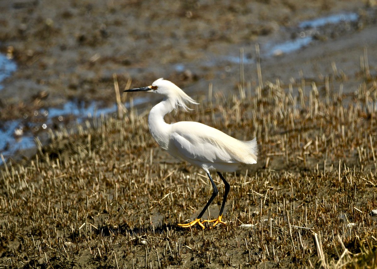 RT @ChefHiking: Snowy egret have arrived in Portland. #EgretsOnEaster #birdwatching #birdphotography #BirdTwitter https://t.co/DRs67YL6Ux