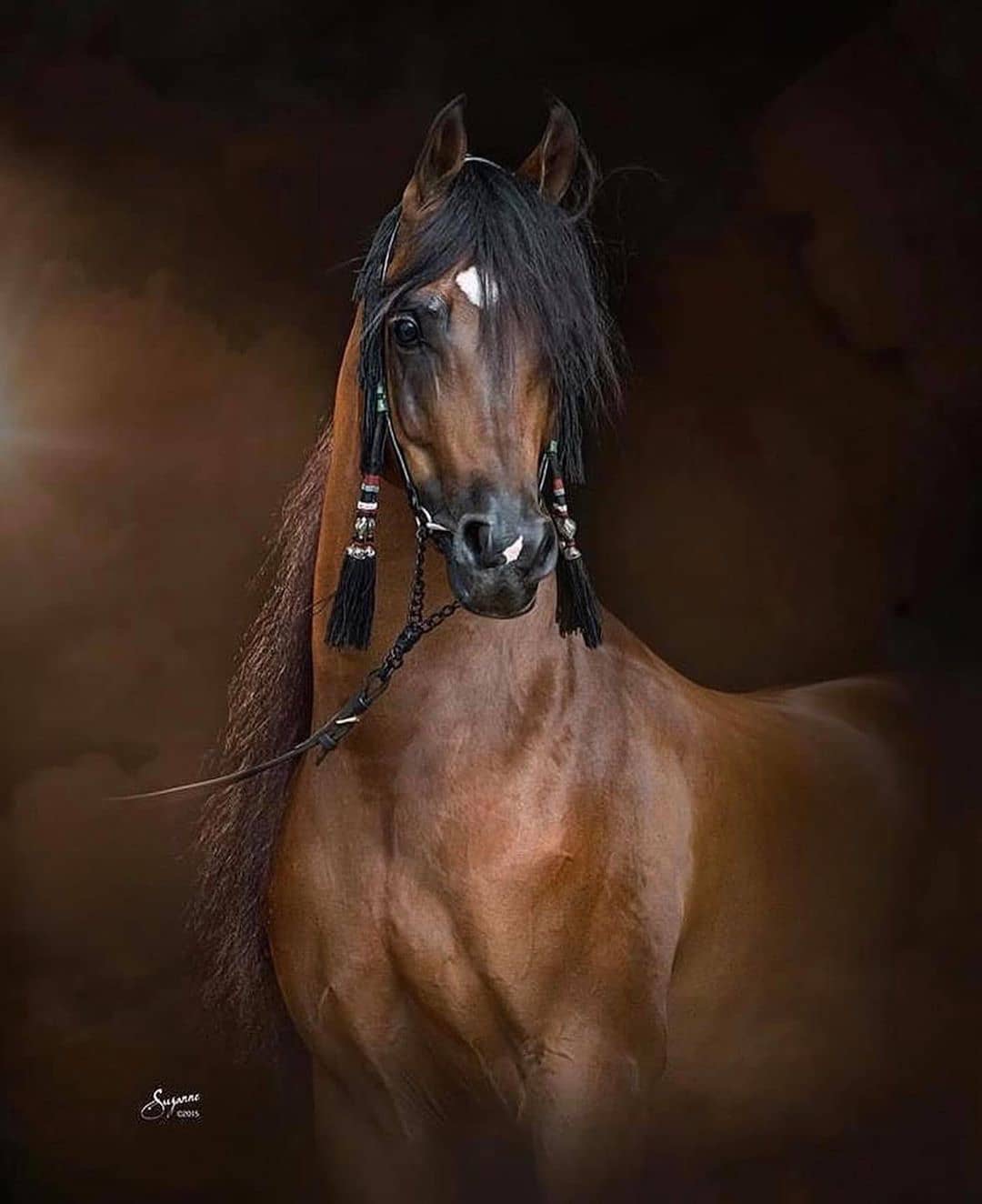Marwan al Shaqab