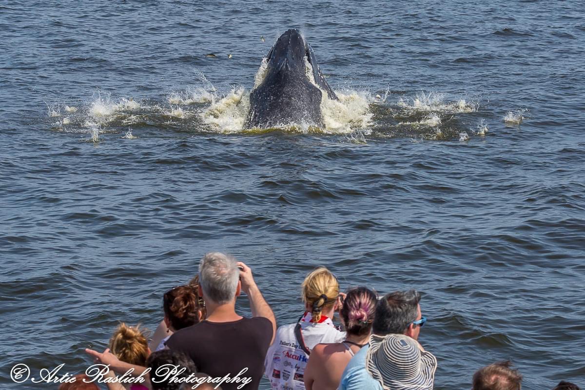Gotham Whale tweet media