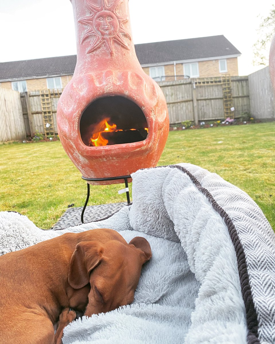 Sometimes I wish I was a dog 🐶 ❤️ #itsadogslife #Frankie #miniature #Dachshund