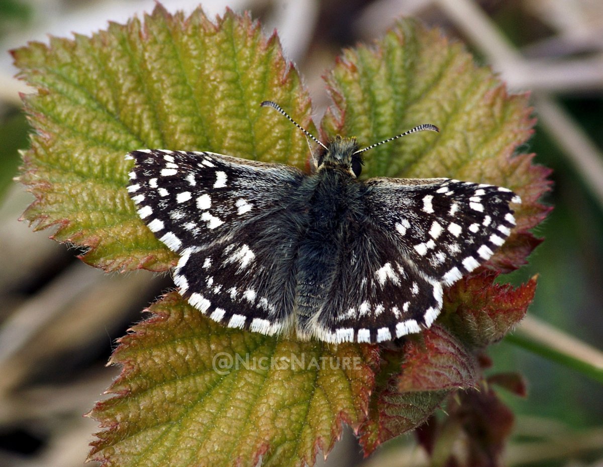 Butterflies for April - Day 1.
A Grizzled Skipper from the Chilterns.

#TwitterNatureCommunity #butterflies #butterfly #grizzledskipper #sping #naturephotography