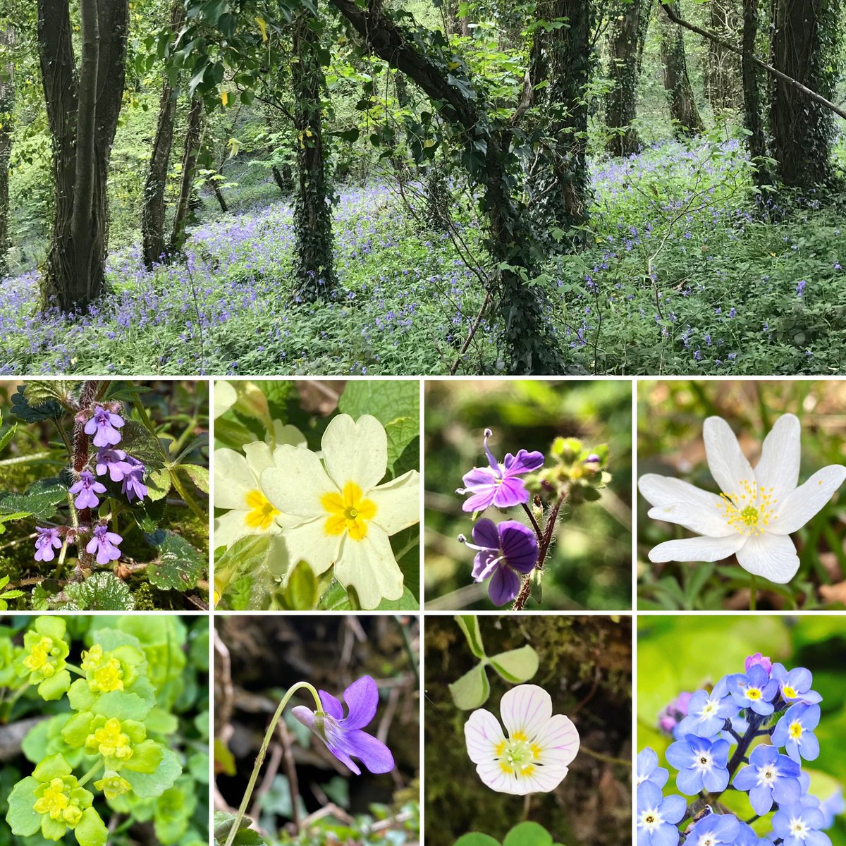 What is Britain’s most important contribution to the world? 

Easy. Woodland flora. 

#WoodlandPlants