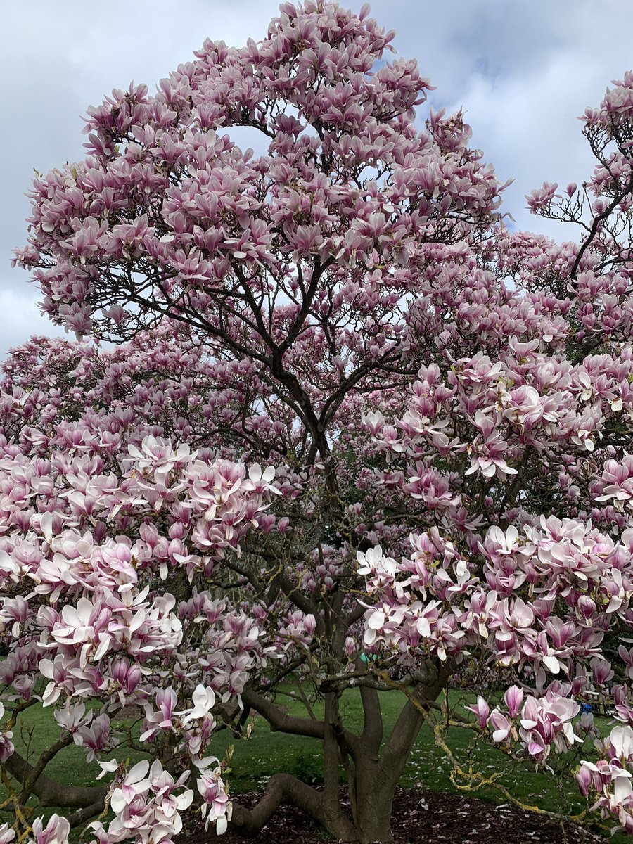 shikta_das's tweet photo. I am in awe of spring in London!! #spring #SpringWhereverWithSakura https://t.co/xAZhBYIZn2