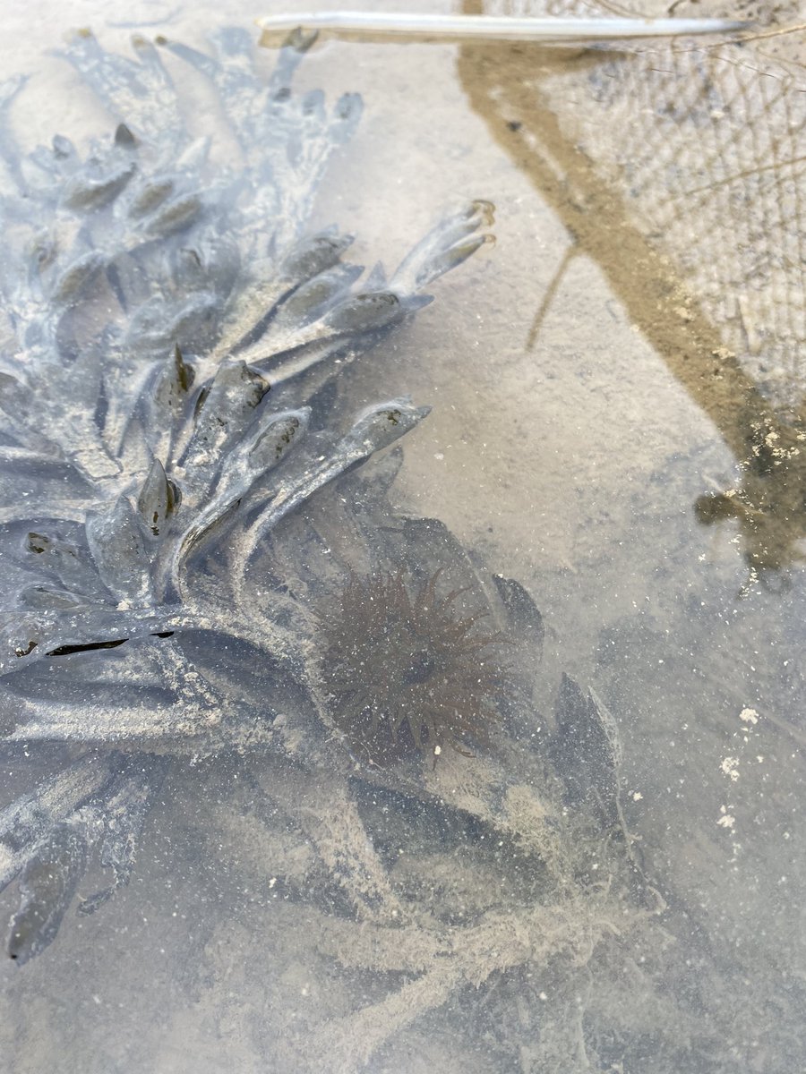 JamesBooty84's tweet image. Never seen anemones on a mudflat before, they seem to have colonised pools formed in my footprints.
