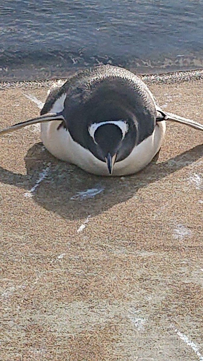 MidgeMinn's tweet photo. @cadburysmirnoff Allreet petal? Love that penguin xx Feeling like that after some wine and a bit gin 😁 Happy Easter xx 😘 https://t.co/W5eHTRzrkw