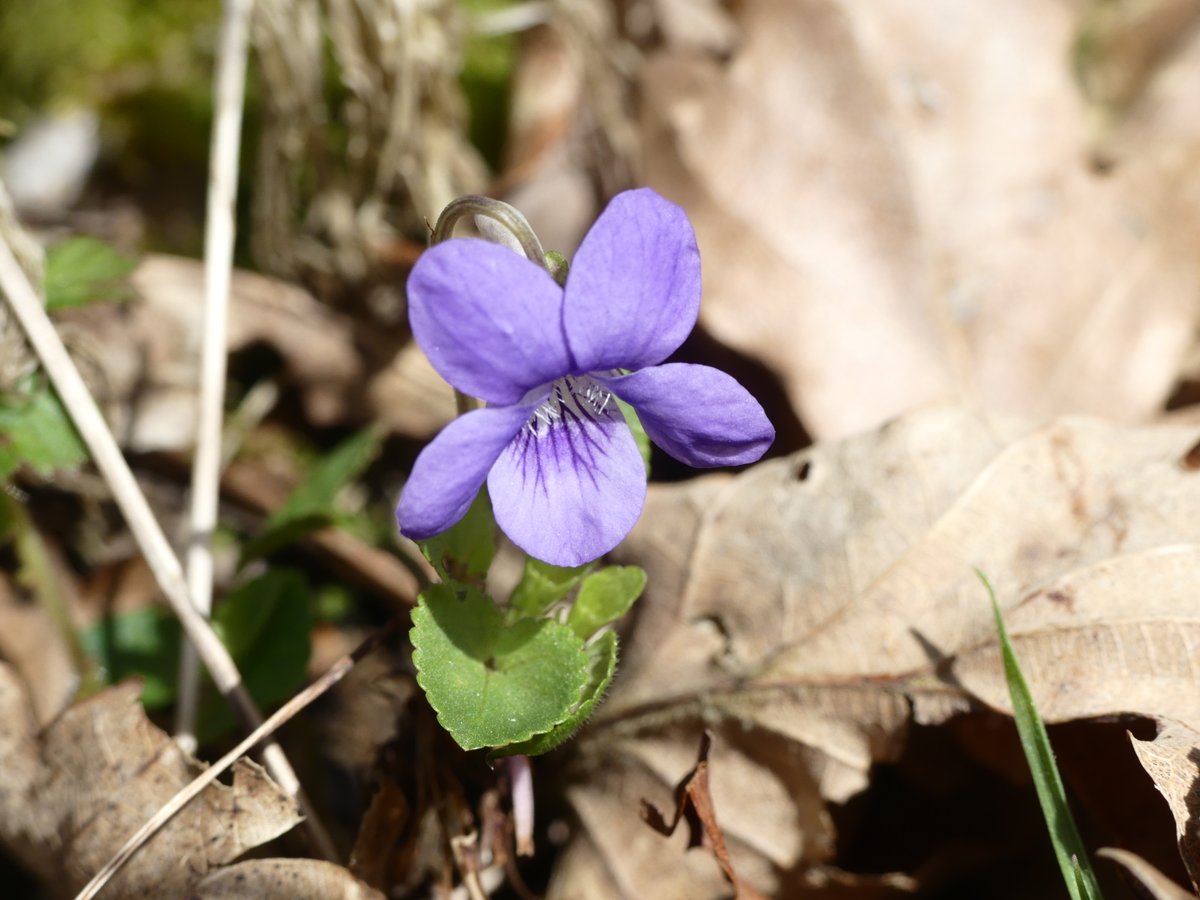 Early dog and common dog violet, both in flower now in local woodland, East Sussex #woodlandplants #wildflowerhour