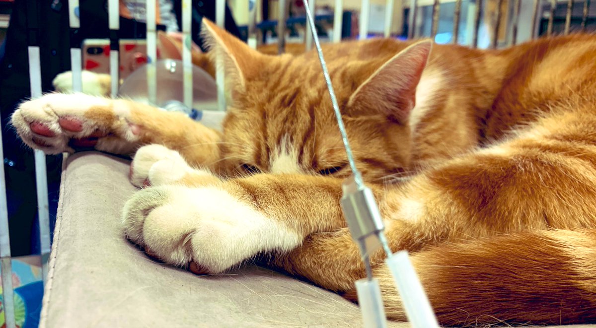 TheStourbridge's tweet image. Night night sweet dreamies

Don’t compare yourself to others. 
Be like the sun and the moon and shine when it’s your time.

Don’t let what you can’t do interfere with what you can do

#cats #catsoftwitter