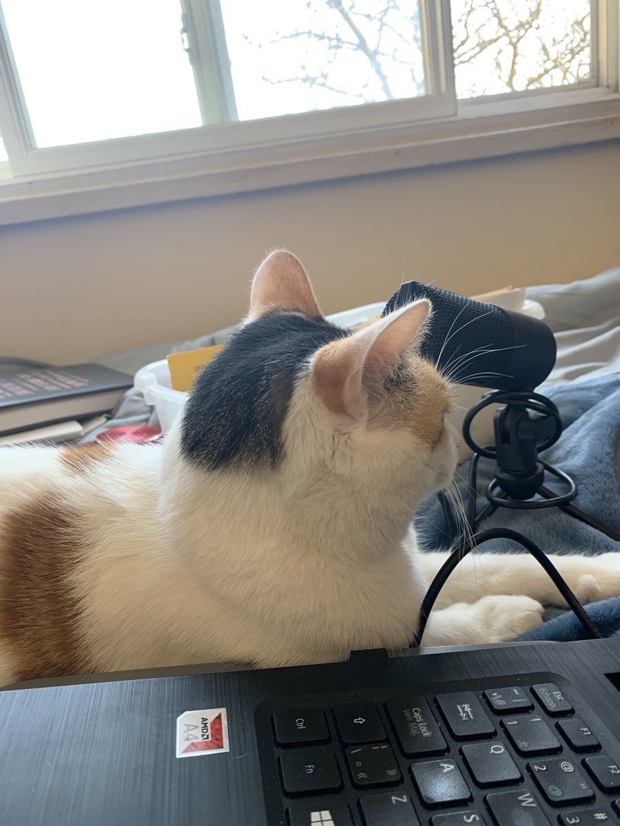 startinganew13's tweet photo. Apparently my cat has something to say #catcast https://t.co/wZS0LLQZn3