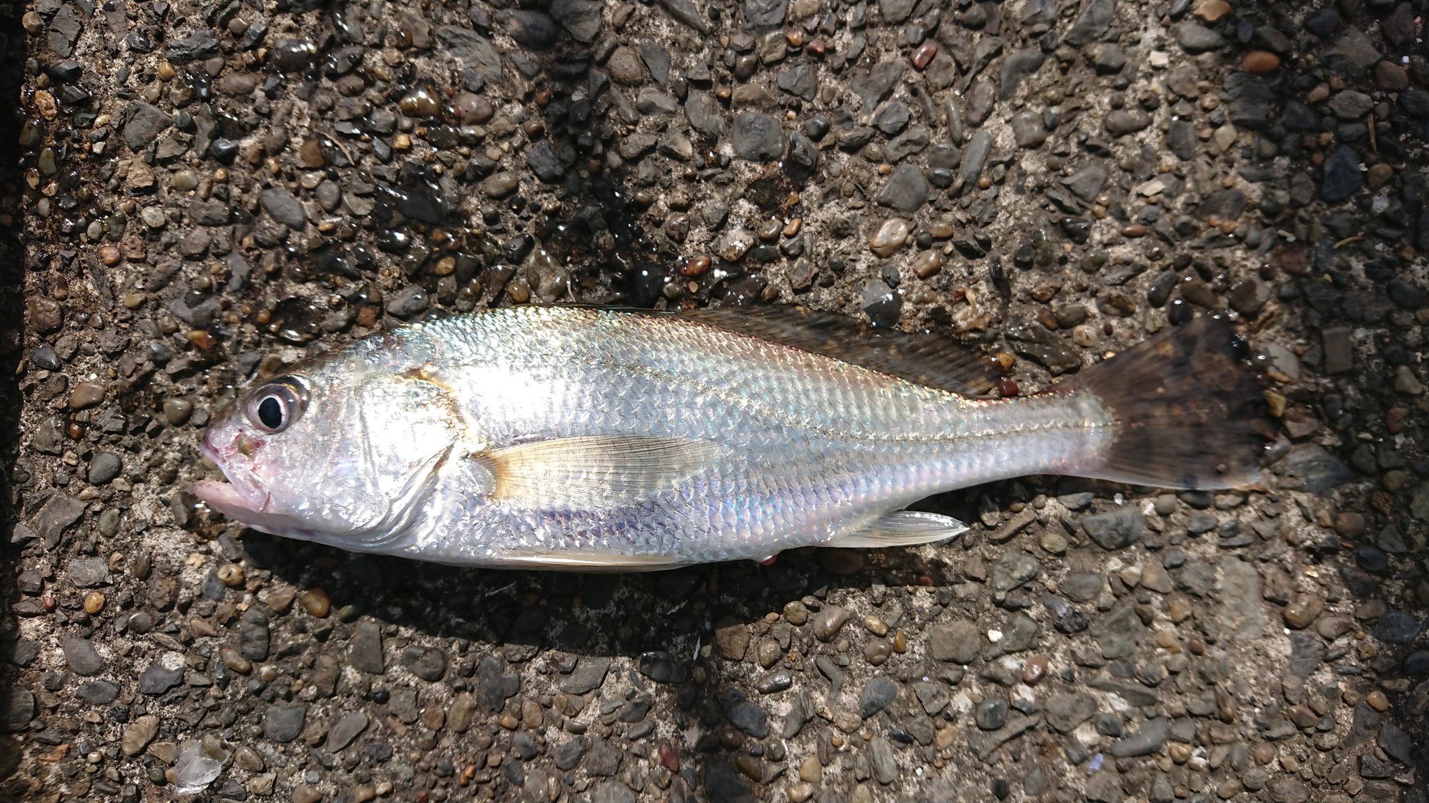 なべちゃま ふれーゆでイシモチ4匹釣れました 私がいつも見てる予報より風が強かった気がする 私が今日入った場所はイシモチポイントが遠かったです 本牧 大黒 磯子 ふれーゆ イシモチ タコ アナゴ 神奈川 海釣り施設 海釣り Daiso