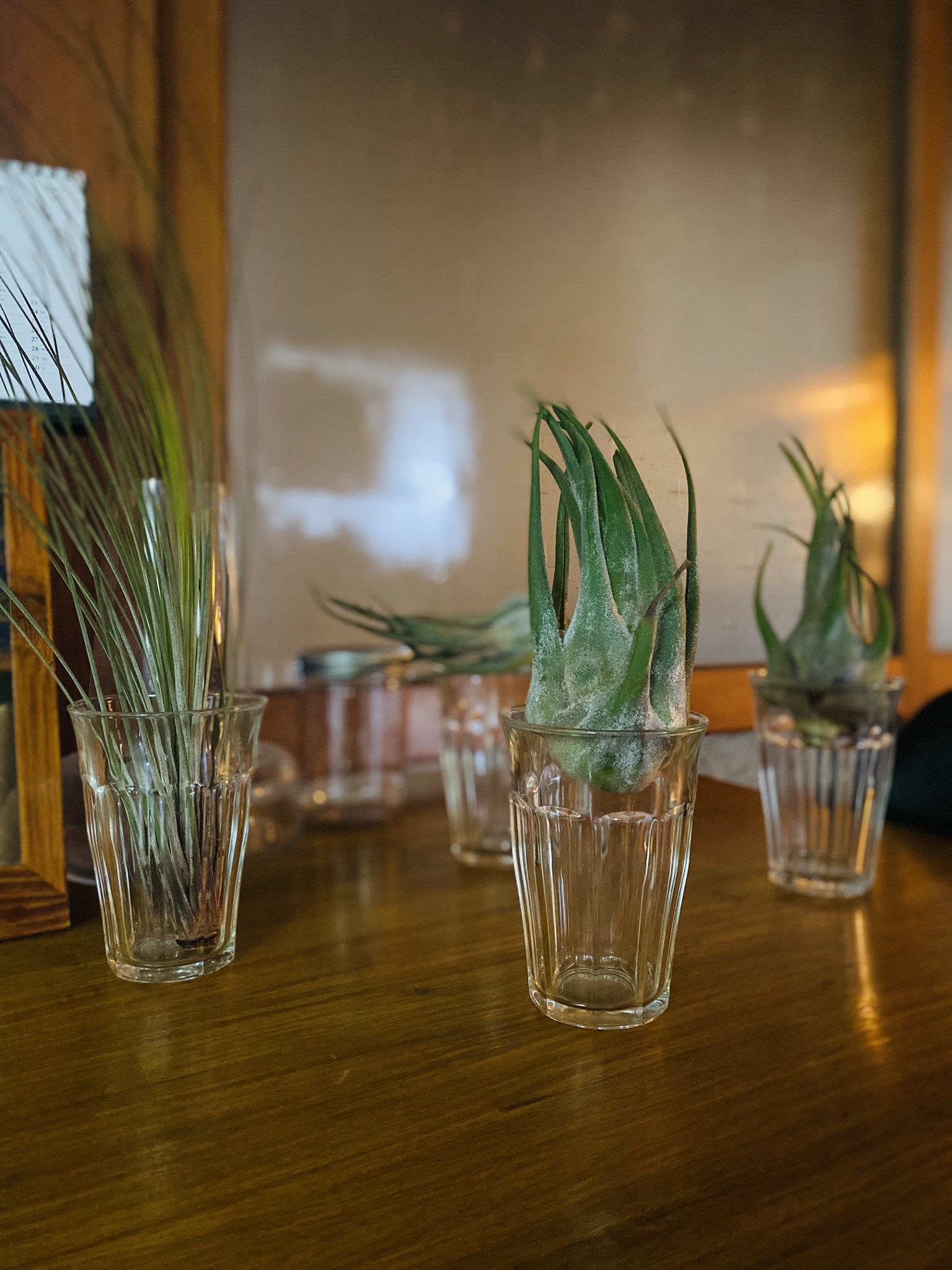 鍵シッポくろえ 昨日カインズ探索して見つけた子たち 植物はネットでしか探索してなかったから気付かなかったけど ネットより安いかも この大きさで800円しないって凄いよ エアープランツ チランジア ジュンセア セレリアナ ソーキング後 鍵シッポくろえ 昨日カインズ探索して見つけた子たち 植物はネットでしか探索してなかったから気付かなかったけど ネットより安いかも この大きさで800円しないって凄いよ エアープランツ チランジア ジュンセア セレリアナ ソーキング後