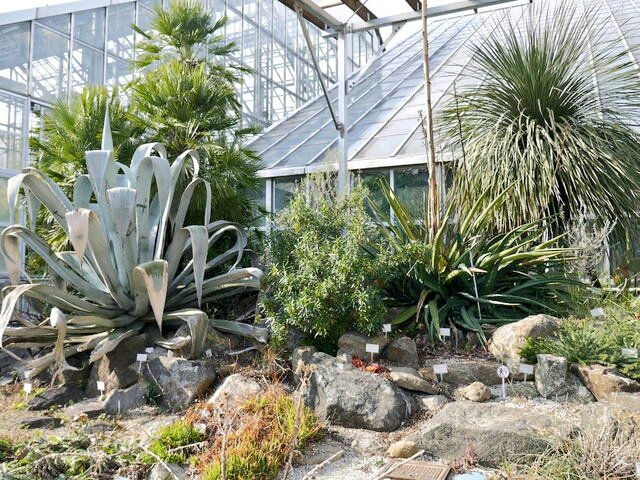 ｔｏｍ ｈ 茨城県つくば市にある 筑波実験植物園に行って来ました 国立科学博物館 の分園の位置付けで 大きな温室の中にはいろんな種類のサボテンが育てられていて まるで砂漠の世界みたいで異空間でした 筑波実験植物園