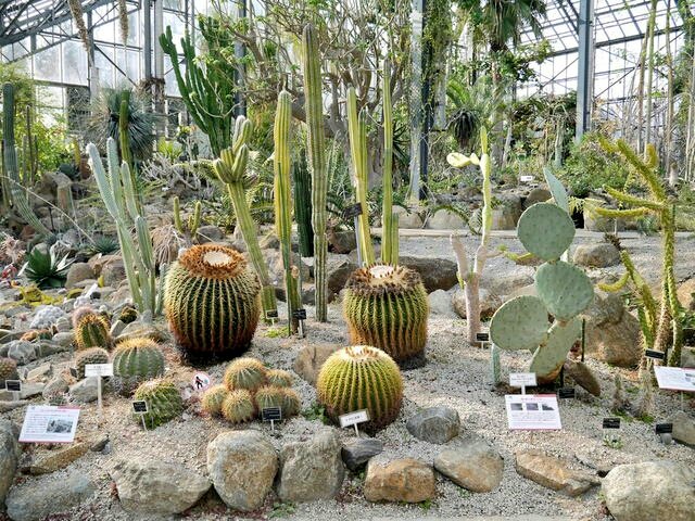 ｔｏｍ ｈ 茨城県つくば市にある 筑波実験植物園に行って来ました 国立科学博物館 の分園の位置付けで 大きな温室の中にはいろんな種類のサボテンが育てられていて まるで砂漠の世界みたいで異空間でした 筑波実験植物園