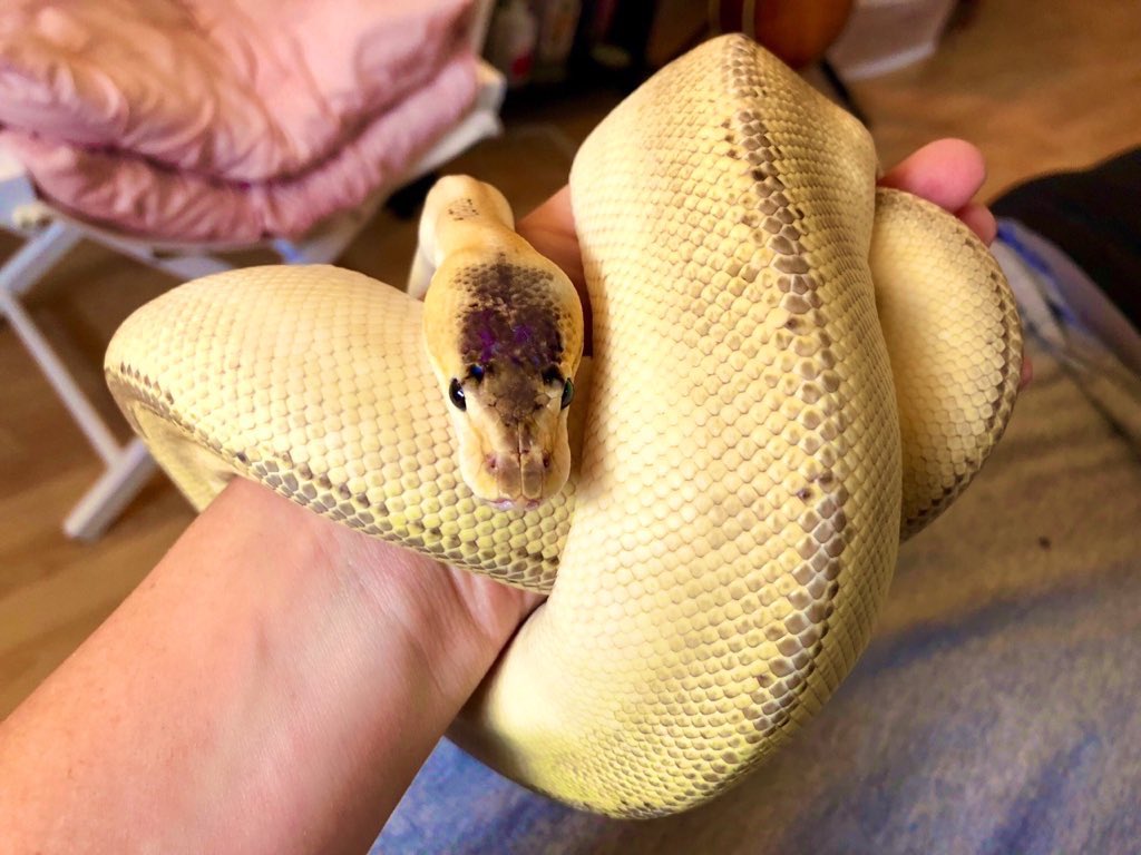 Gina Lloyd tweet media