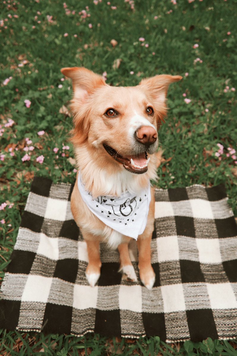 christiwhoo's tweet photo. now that’s what I call a dog model 🐣💜 https://t.co/zFP3d5QsbY