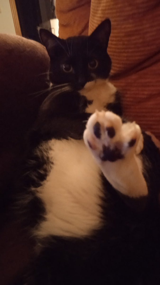 Tereminator13's tweet photo. #migordo #comotunohaydos #gatos #sexyboom @SOBRHADA #ayquetecomo https://t.co/lsS9y8gEAg