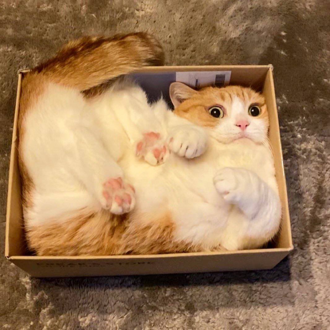 gatitos_qctd's tweet photo. De todas las cajas siempre hay una favorita https://t.co/TM1m7wQNVl