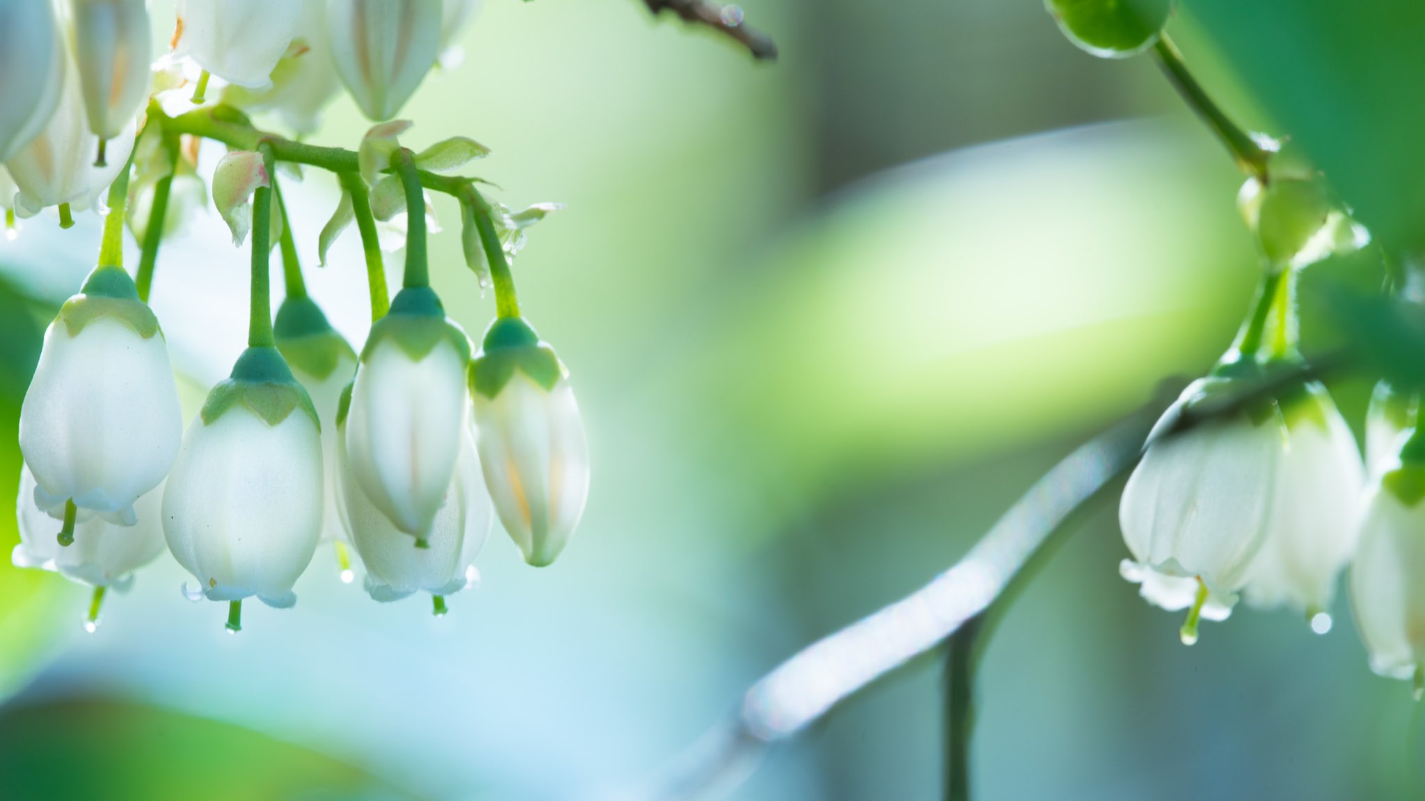 Takao ブルーベリー ブルーベリーの花が咲いていました 北米原産 ツツジ科 春にドウダンツツジに似た釣鐘状の花 を咲かせます 受粉すると下を向いていた花が上を向き6月頃に実が成ります 生産量全国1位は東京です 年 花言葉は 知恵