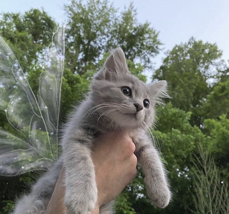 heartclue's tweet image. fairy cats 🥺