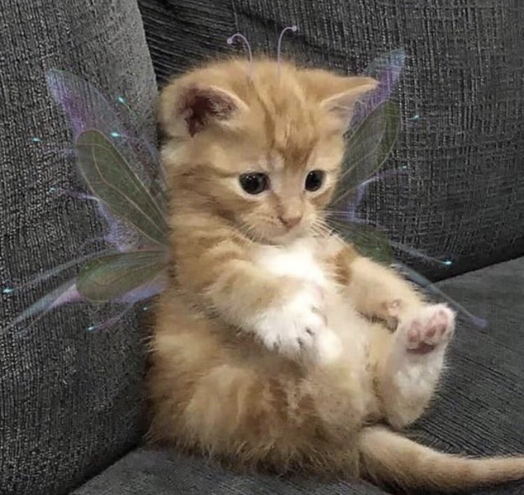 heartclue's tweet image. fairy cats 🥺