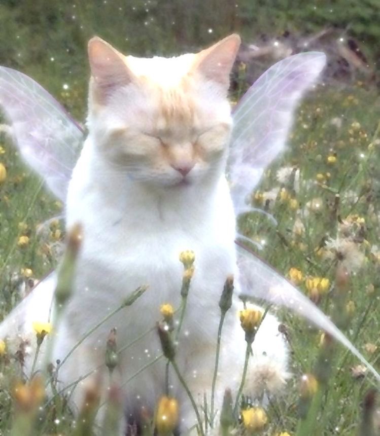 heartclue's tweet image. fairy cats 🥺