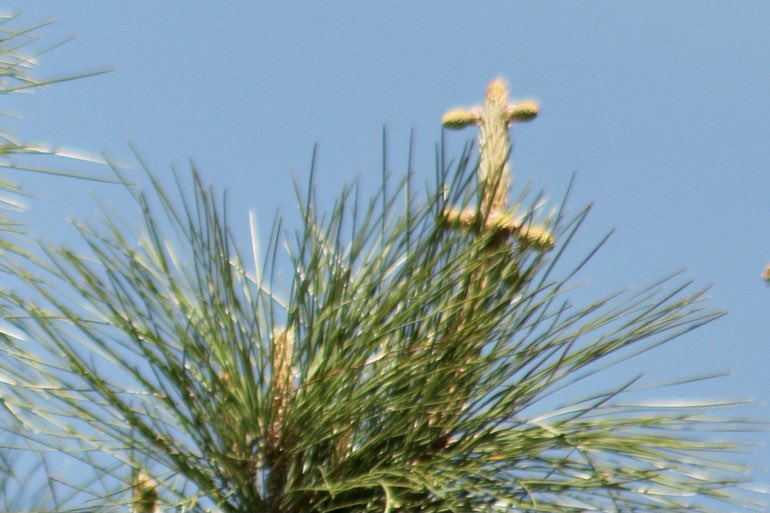 I love how a cross forms on the tallest peak of pine trees at Easter each year. <a href="/spann/">James Spann</a> <a href="/EdPiotrowski/">Ed Piotrowski</a> <a href="/justinkieferwx/">Justin Kiefer</a> #nature #cross #EasterSunday
