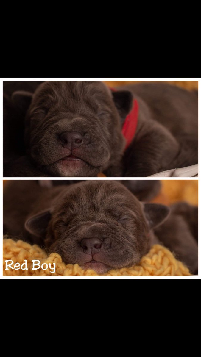 mmmhotwheels's tweet photo. Puppies are here. #americanbully  #pitbull #lovemypitty #puppies #lovemybully https://t.co/BalIKdegH4
