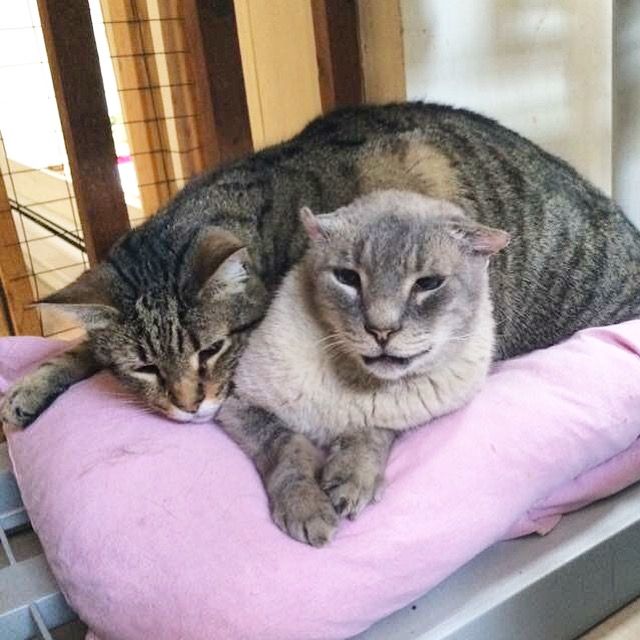 PregoneroZ's tweet photo. https://t.co/p79kFtgEBw
 Un blog de dueño de gatos para gatos

#teamfolloback #gatosyperros #gatos #gatostwt #CatsOfTwitter #Caturday #Blogs #DomingodeResurreccion #DomingoDePascua #Gato https://t.co/9dslbJnHlK