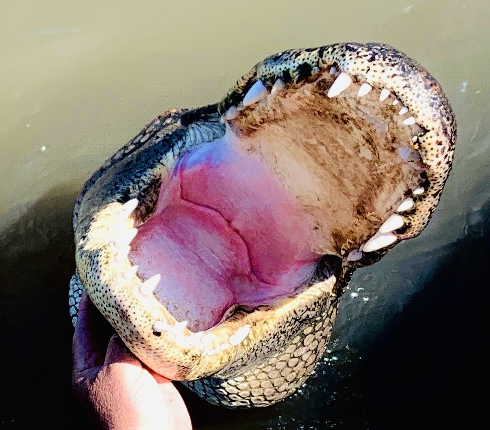 Jeremycusa's tweet image. Swamp tour in NOLA. They call this one Mallampati