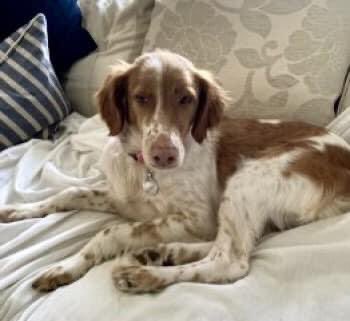 rosieDoc2's tweet image. DENIA #Missing #GreatMissenden #HP16
04/04/21
Female Brittany #spaniel 

facebook.com/groups/4870346…

doglost.co.uk/dog-blog.php?d…

@bs2510 @beautys_legacy @SAMPAuk_ @gelert01 @MolliePug @RachaelB100 @ChrstinaKelly @alid2912 @blacklab115 @VetsGetScanning @very_retro @HunnyJax