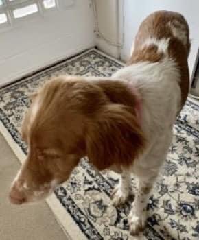 rosieDoc2's tweet image. DENIA #Missing #GreatMissenden #HP16
04/04/21
Female Brittany #spaniel 

facebook.com/groups/4870346…

doglost.co.uk/dog-blog.php?d…

@bs2510 @beautys_legacy @SAMPAuk_ @gelert01 @MolliePug @RachaelB100 @ChrstinaKelly @alid2912 @blacklab115 @VetsGetScanning @very_retro @HunnyJax